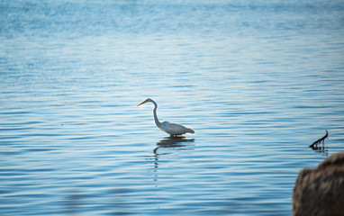 great blue heron in water
