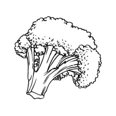 isolated black outline broccoli vegetable illustration