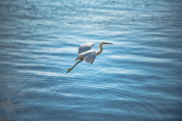 Obraz premium great white egret in flight