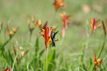 Kolibri humming-bird flower
