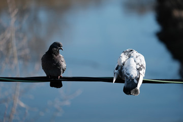 two doves sit on a wire against a blue river on a warm sunny spring day