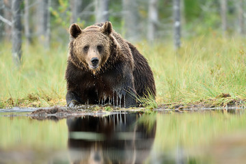 Brown bear in water at summer, taiga forest in a background