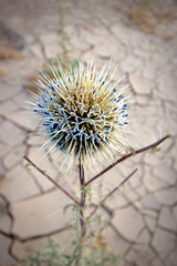 Desert thorn in blom, South Sinai Desert, Egypt