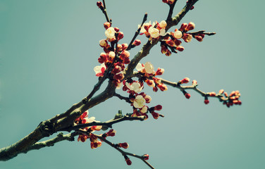 blooming white flowers apricot tree in spring against the sky