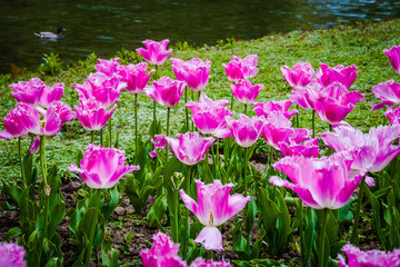 Tulips in the park of an English castle