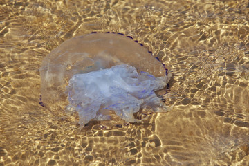 Jellyfish with tentacles © deviddo