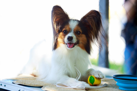 Dog breed papilon close up