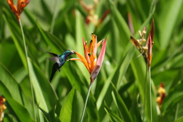 Flying humming-bird  Kolibri