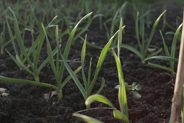 A Bed Of Green Young Garlic
