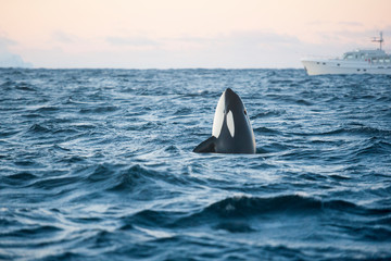 orca killer whale spy hop in the arctic