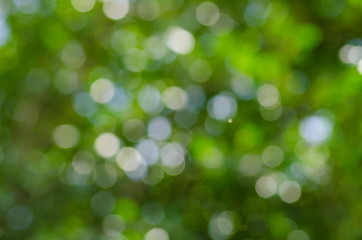 Beautiful art of blurry lights on green leaves
