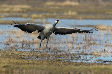gru al decollo dalla palude