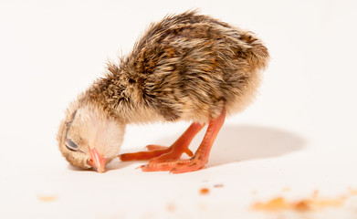 Red legged partridge newborn. Spain