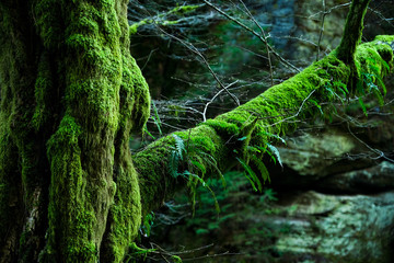 ein mit Moos und Farn bewachsener Baum in einer mystischen Landschaft