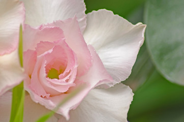 Sweet stacked petals of adenium flowers closeup