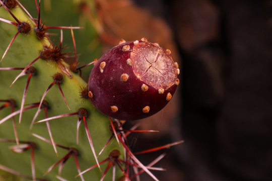 Vergr&ouml;&szlig;erung einer Frucht des Kaktus die zur Herstellung eines roten Farbstoffs verwendet wird