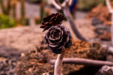 braune stachelige Blüten von einem Kaktus auf Lanzarote