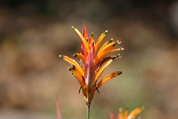 flower of calendula