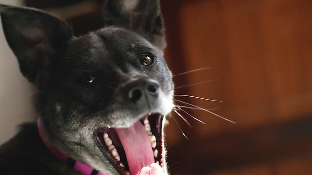 Dog Yawning in Pool of Sunlight