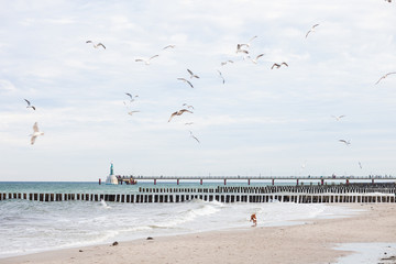 Dogs chasing seagulls on the beach