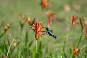 bird of paradise