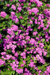 Agérate, Ageratum houstonianum, variete Blazer