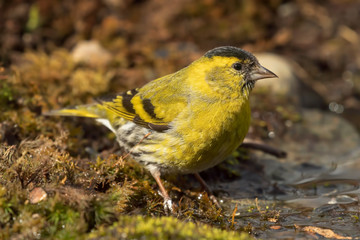 lucherino maschio adulto in abbeverata