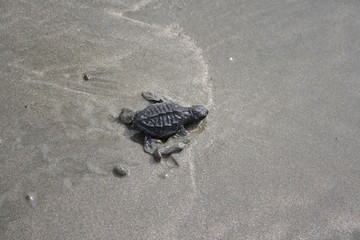 baby turtle on the beach
