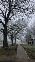 winter white tree nature park 