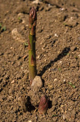 Asperge, Asparagus officinalis
