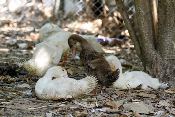 Fototapeta premium The baby goose and baby duck sit down and rest in summer at farm garden,thailand