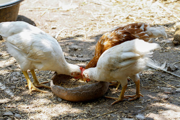 Group Rhode Island Red is eatting food in farm garden at thailand