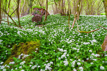 Field of wild garlic in the forest