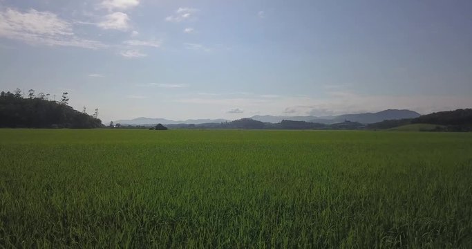 fly by the rice crop near a wooden barn