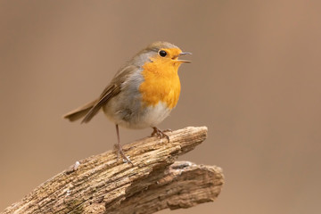 Obraz premium Pettirosso canta sul ramo