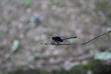 dragonfly in flight