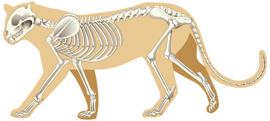 Outline drawing of leopard with skeletons