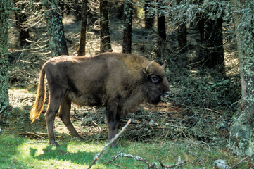Bison d'Europe, Bison bonasus
