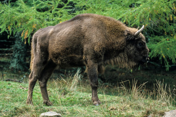 Bison d'Europe, Bison bonasus
