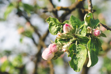 Beautiful flowers and buds of an apple tree in a fruit garden on a sunny spring day close up
