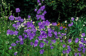 Campanule à fleurs laiteuses, Campanula lactiflora