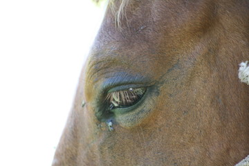 eye of horse