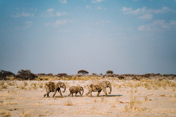 Fototapeta na wymiar Half-wet elephant family walking in in the African desert