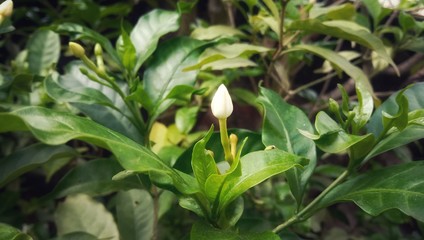 green plants with a growing little bud in the garden