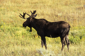 Elan, Orignal, Alces alces, Parc national du Yellowstone,  U.S.A