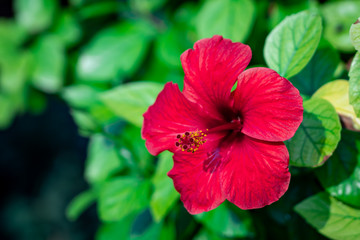 Nature in Syracuse Italy (Sicily)
