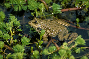Grenouille verte, Pelophylax kl. esculentus, rana esculenta