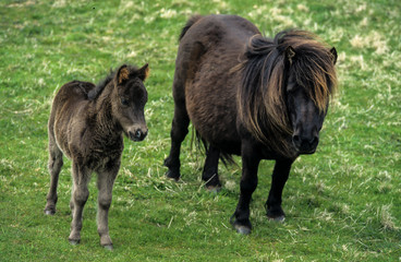 Naklejka na ściany i meble Poney, race Shetland, Equus caballus, Iles Shetland, Grande Bretagne