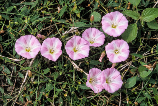 「Liseron」の画像 373 件の Stock 写真、ベクターおよびビデオ Adobe Stock