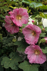 Rose trémière, Alcea rosea